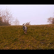 Aspen joined the competition — help win amazing prizes! dog, grass, hill, outdoor, nature, animal, running, field, sky, tree, pet, mammal, canine, landscape, daytime, active, fur, walking, park, environment