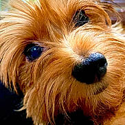 Boo is registered to the contest to win money with this photo: animal, black_nose, brown, close_up, curious, cute, dog, domestic_animal, eye, face, fluffy, fur, furry, indoor, mammal, nose, pet, playful, portrait, whiskers