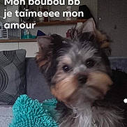 Fripouille a rejoint le concours — aidez-le/la à gagner de superbes lots ! affenpinscher, animal, ball, canine, couch, cushion, dog, face, furniture, head, homedecor, indoors, interiordesign, person, pet, puppy, sport, tennis, tennisball, terrier