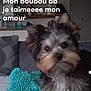 affenpinscher, animal, ball, canine, couch, cushion, dog, face, furniture, head, homedecor, indoors, interiordesign, person, pet, puppy, sport, tennis, tennisball, terrier
