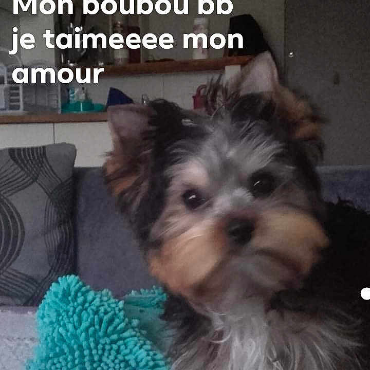 Fripouille