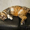 Amalya a rejoint le concours — aidez-le/la à gagner de superbes lots ! animal, cat, collar, cozy, cute, domestic_cat, feline, fur, indoor, lazy, leather_couch, mammal, paw, pet, relaxed, resting, sleepy, striped, tabby_cat, whiskers