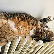 Amalya participe au concours pour gagner de l'argent avec cette photo : animal, cat, closeup, cozy, cute, domestic_animal, feline, fur, green_eyes, indoor, lounging, paw, pet, radiator, relaxed, resting, stretching, tabby, wall, whiskers