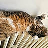 animal, cat, closeup, cozy, cute, domestic_animal, feline, fur, green_eyes, indoor, lounging, paw, pet, radiator, relaxed, resting, stretching, tabby, wall, whiskers
