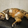 animal, belly_up, black_surface, cat, closeup, collar, cute, domestic, feline, fur, indoor, leather, lying_down, mammal, paws, pet, relaxed, resting, tabby, whiskers