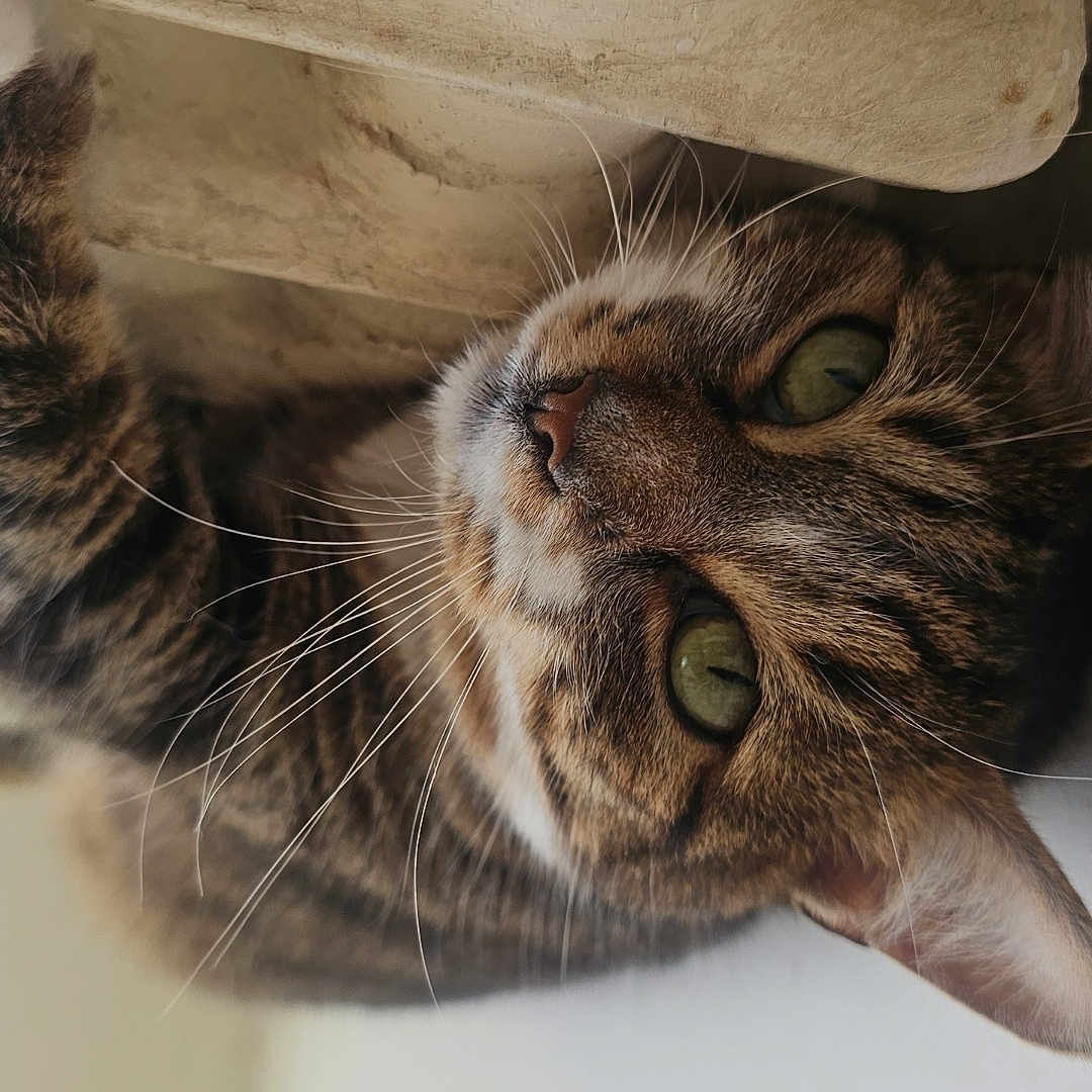 Amalya participe au concours pour gagner de l'argent avec cette photo : alert, animal, brown, cat, close_up, cozy, curious, cute, face, feline, green_eyes, indoor, mammal, pet, portrait, soft_light, striped, tabby, texture, whiskers