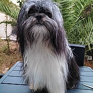 Sau participe au concours pour gagner de l'argent avec cette photo : animal, black_and_white, calm, companion, cute, dog, domestic, fluffy, fur, garden, greenery, leaves, long_hair, nature, outdoor, pet, portrait, sitting, table, tropical