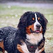 Aston a rejoint le concours — aidez-le/la à gagner de superbes lots ! animal, bernese_mountain_dog, black_fur, brown_fur, canine, closeup, dog, fur, grass, happy, lying_down, muzzle, nature, outdoor, pet, portrait, snow, snowflakes, white_fur, winter