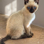 Blue participe au concours pour gagner de l'argent avec cette photo : cat, kitten, siamese_cat, blue_eyes, animal, pet, sitting, portrait, short_hair, cream_fur, dark_points, dark_ears, dark_face, dark_paws, long_tail, indoor, floor, sunlight, cute, alert