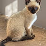cat, kitten, siamese_cat, blue_eyes, animal, pet, sitting, portrait, short_hair, cream_fur, dark_points, dark_ears, dark_face, dark_paws, long_tail, indoor, floor, sunlight, cute, alert