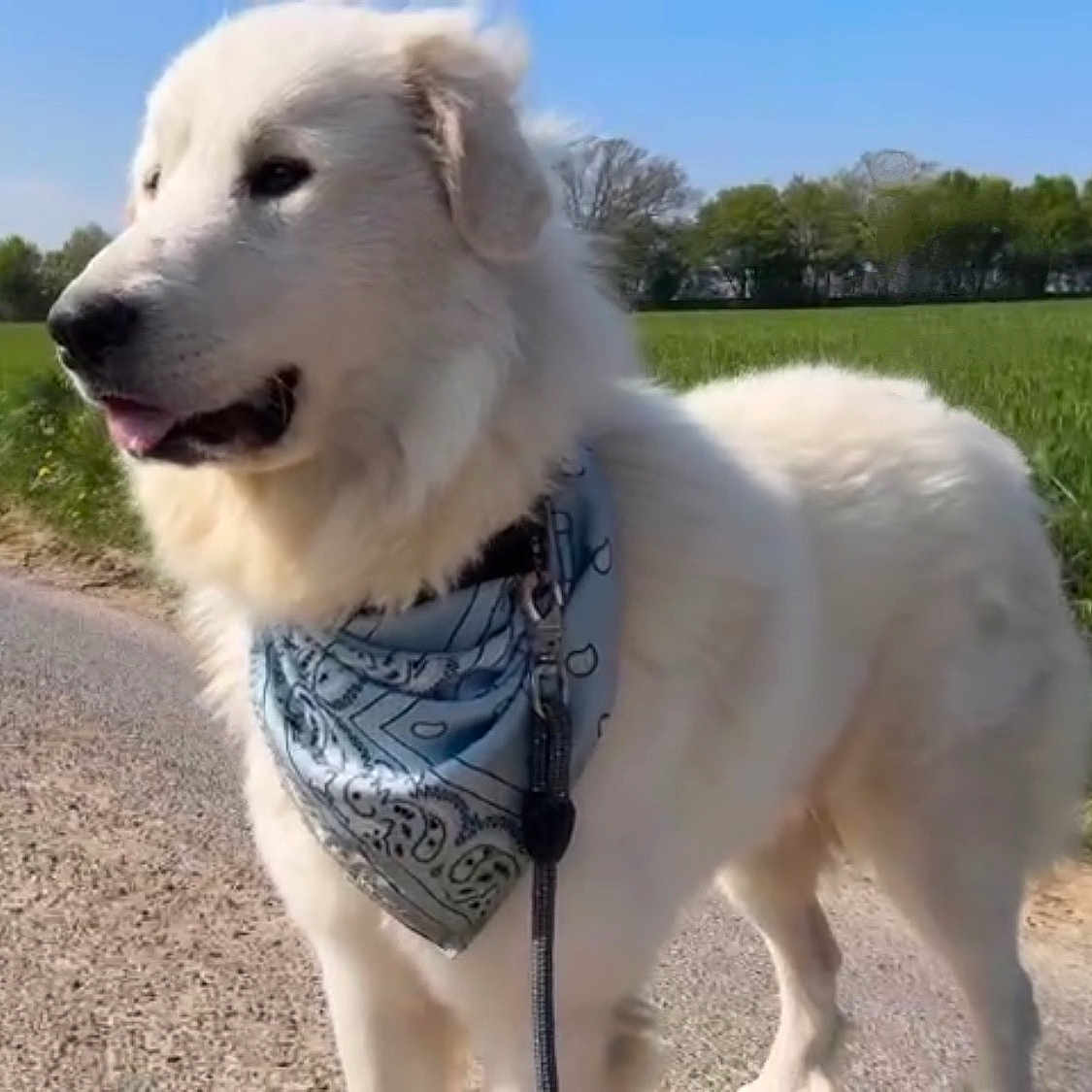 Ulysse participe au concours pour gagner de l'argent avec cette photo : accessories, animal, bandana, canine, chow, dog, eskimodog, goldenretriever, headband, husky, kangaroo, person, pet, puppy, walkingdog, whitedog