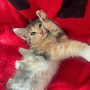 Angel is registered to the contest to win money with this photo: blanket, cat, close_up, cozy, cute, eyes, fur, indoor, kitten, kitten_face, lying_down, paw, pet, portrait, red_blanket, relaxed, soft_texture, tricolor, whiskers, young