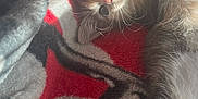 Angel is registered to the contest to win money with this photo: blanket, camera_icon, cat, close_up, cozy, flashlight_icon, fur, indoor, kitten, lock_screen, notifications, pet, phone_ui, playful, portrait, red_blanket, sleepy, sunlight, time_overlay, whiskers