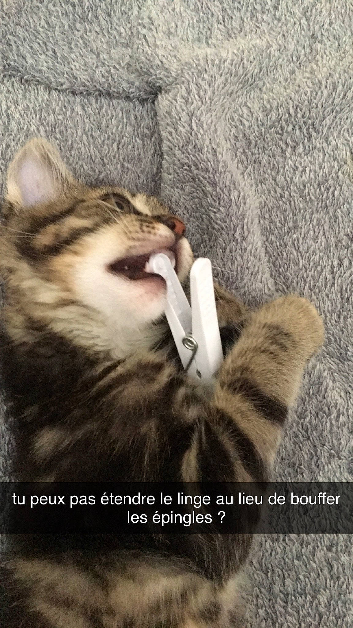 Rio participe au concours pour gagner de l'argent avec cette photo : aegean_cat, american_curl, asian, carnivore, cat, domestic_short_haired_cat, european_shorthair, facial_expression, felidae, fur, kitten, norwegian_forest_cat, nose, photo_caption, photography, siberian, small_to_medium_sized_cats, tabby_cat, whiskers, wildlife