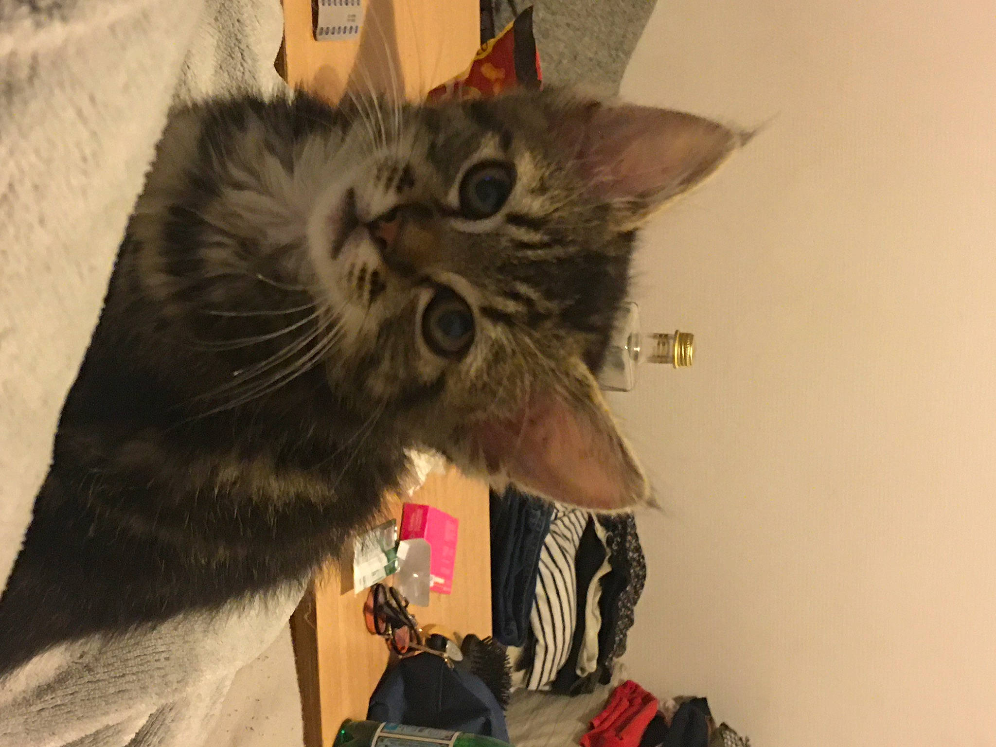 Rio a rejoint le concours — aidez-le/la à gagner de superbes lots ! asian, carnivore, cat, domestic_long_haired_cat, domestic_short_haired_cat, ear, european_shorthair, felidae, fur, kitten, maine_coon, mammal, small_to_medium_sized_cats, snout, tabby_cat, whiskers