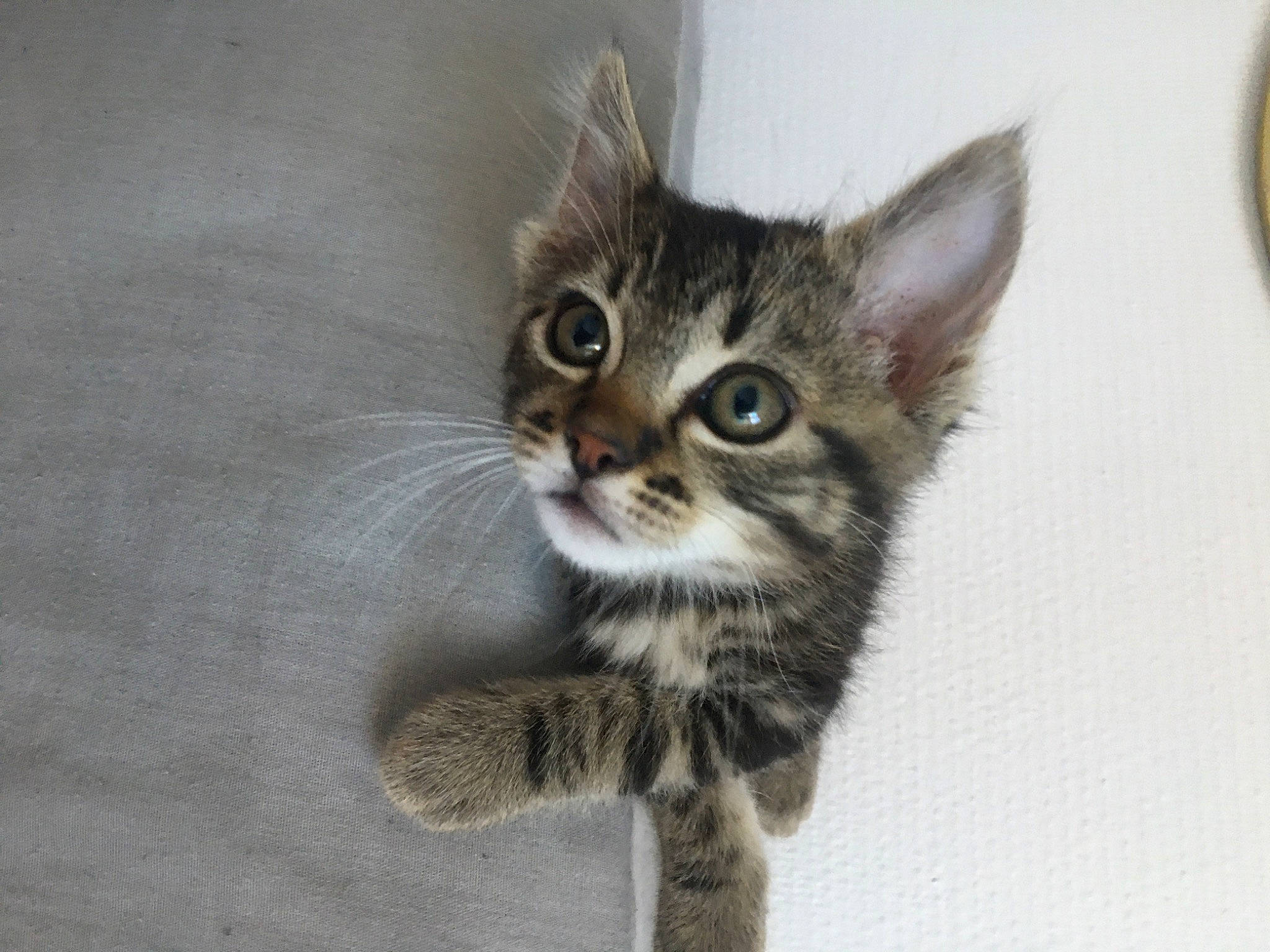 Rio participe au concours pour gagner de l'argent avec cette photo : asian, carnivore, cat, domestic_short_haired_cat, dragon_li, european_shorthair, fawn, felidae, fur, kitten, maine_coon, mammal, norwegian_forest_cat, pixie_bob, small_to_medium_sized_cats, tabby_cat, tail, toyger, vertebrate, whiskers