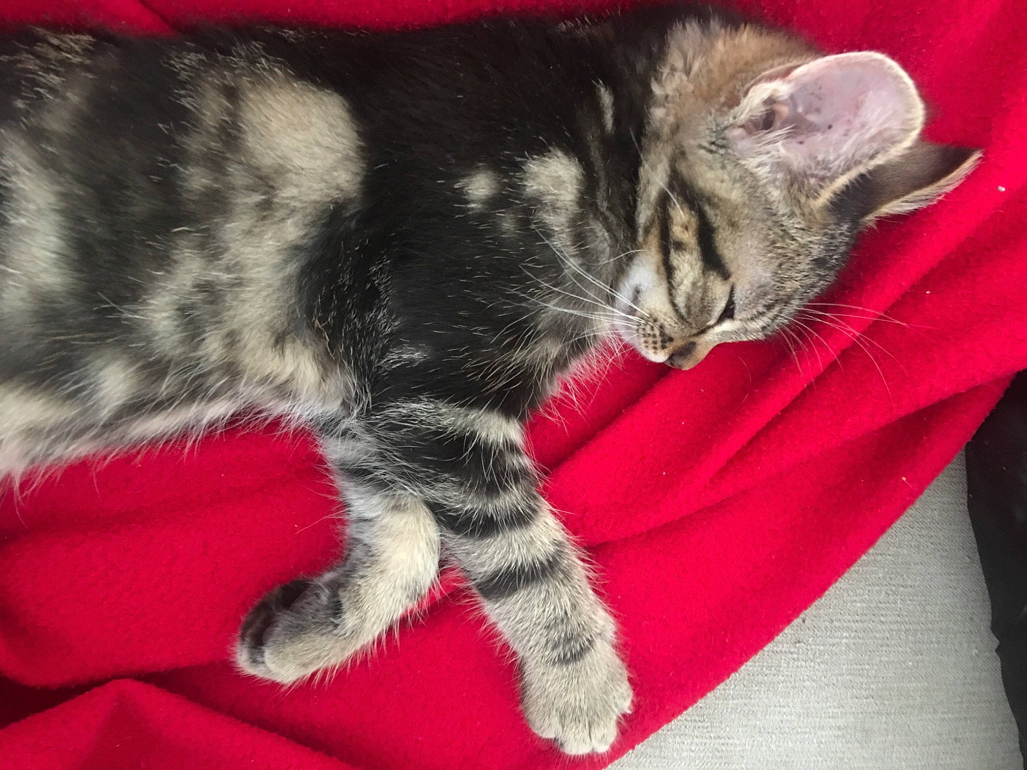 Rio participe au concours pour gagner de l'argent avec cette photo : american_shorthair, american_wirehair, asian, california_spangled, carnivore, cat, domestic_short_haired_cat, dragon_li, egyptian_mau, european_shorthair, felidae, fur, kitten, mammal, nap, pixie_bob, small_to_medium_sized_cats, tabby_cat, vertebrate, whiskers