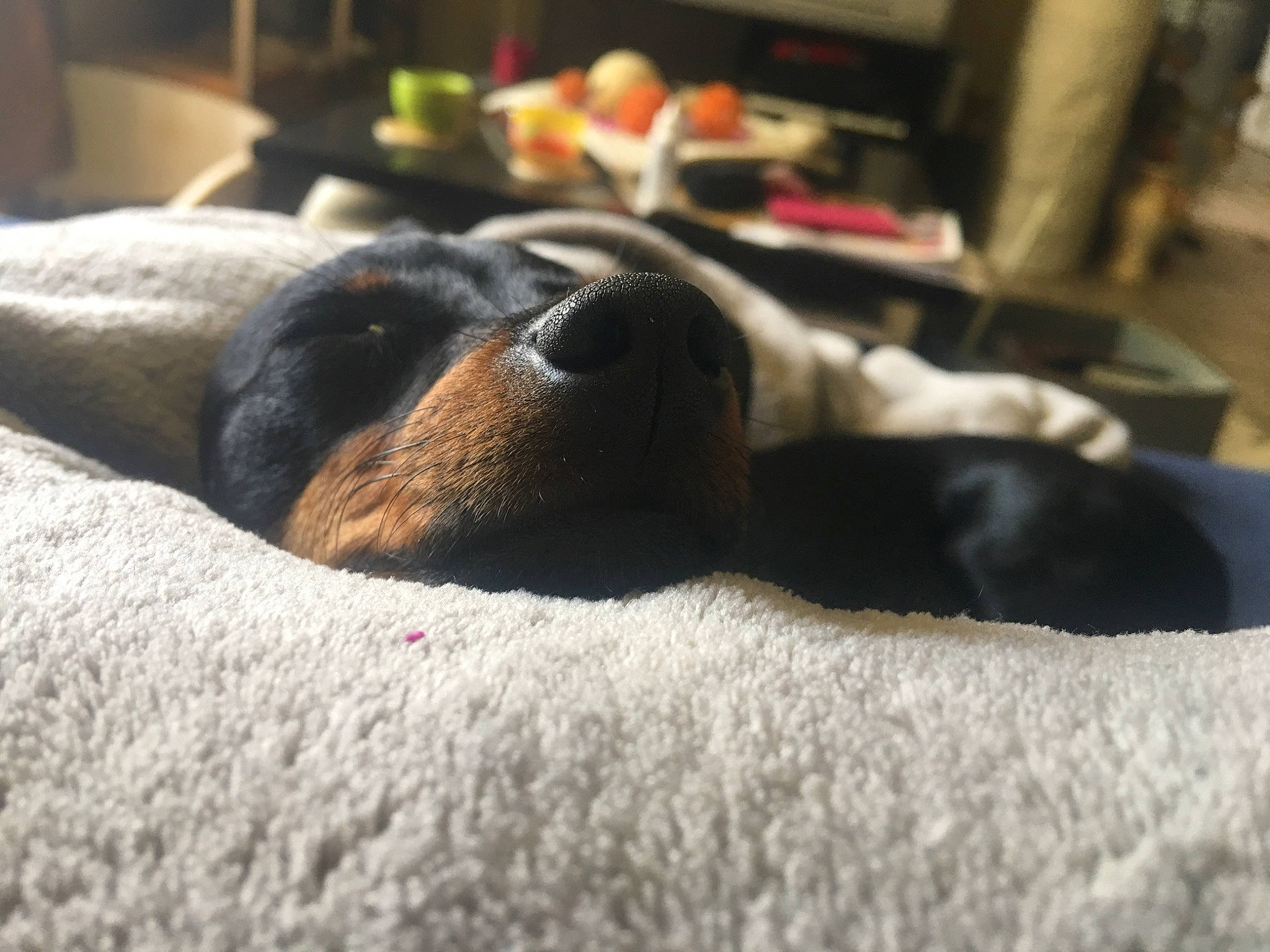 Navy a rejoint le concours — aidez-le/la à gagner de superbes lots ! canidae, carnivore, companion_dog, coonhound, dobermann, dog, dog_breed, miniature_pinscher, nap, nose, puppy, puppy_love, rottweiler, sleep, snout, sporting_group, street_dog