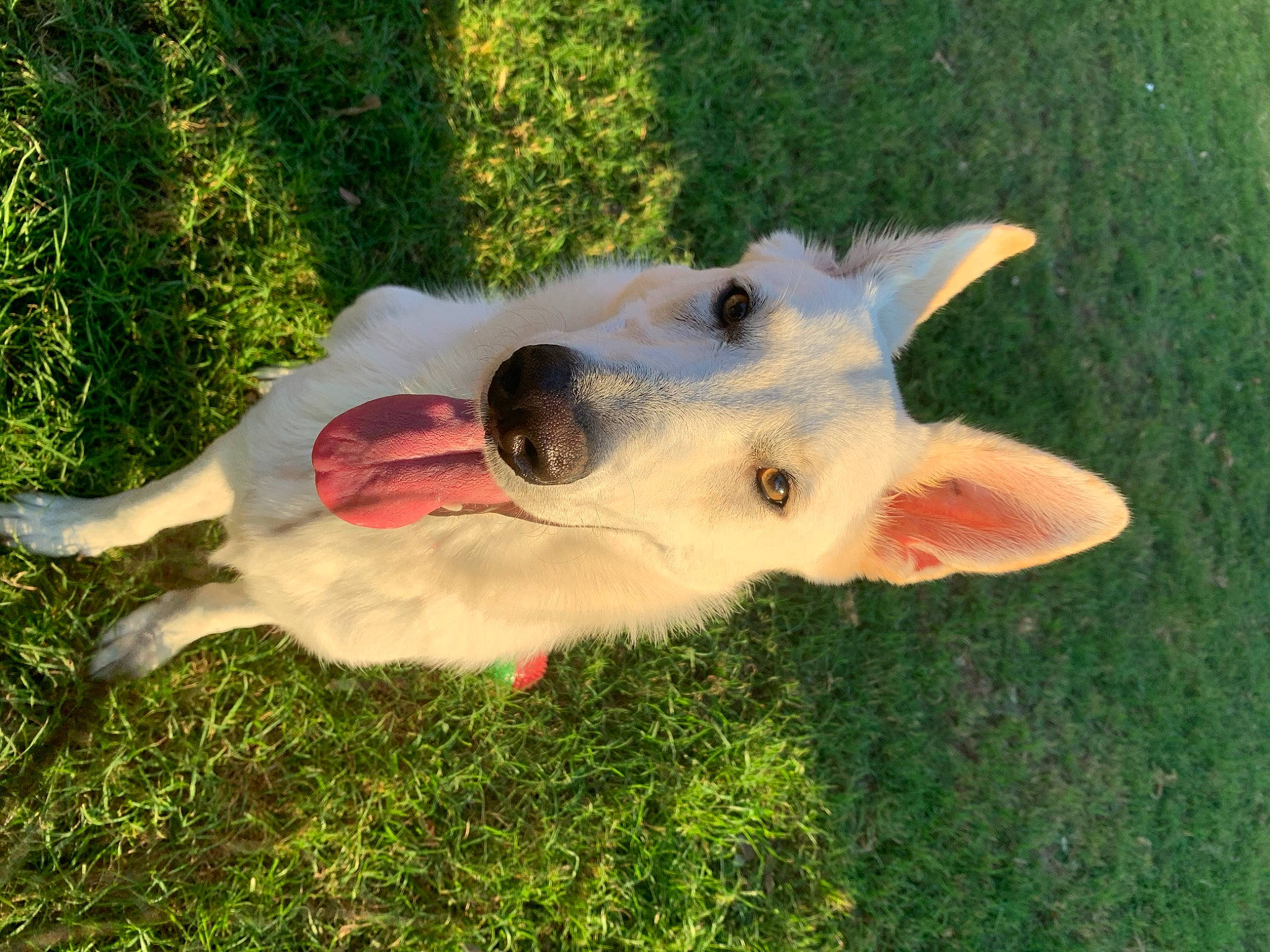 Ghost is registered to the contest to win money with this photo: canidae, carnivore, companion_dog, dog, dog_breed, fang, fawn, german_shepherd_dog, grass, herding_dog, non_sporting_group, plant, sporting_group, tree, working_animal, working_dog