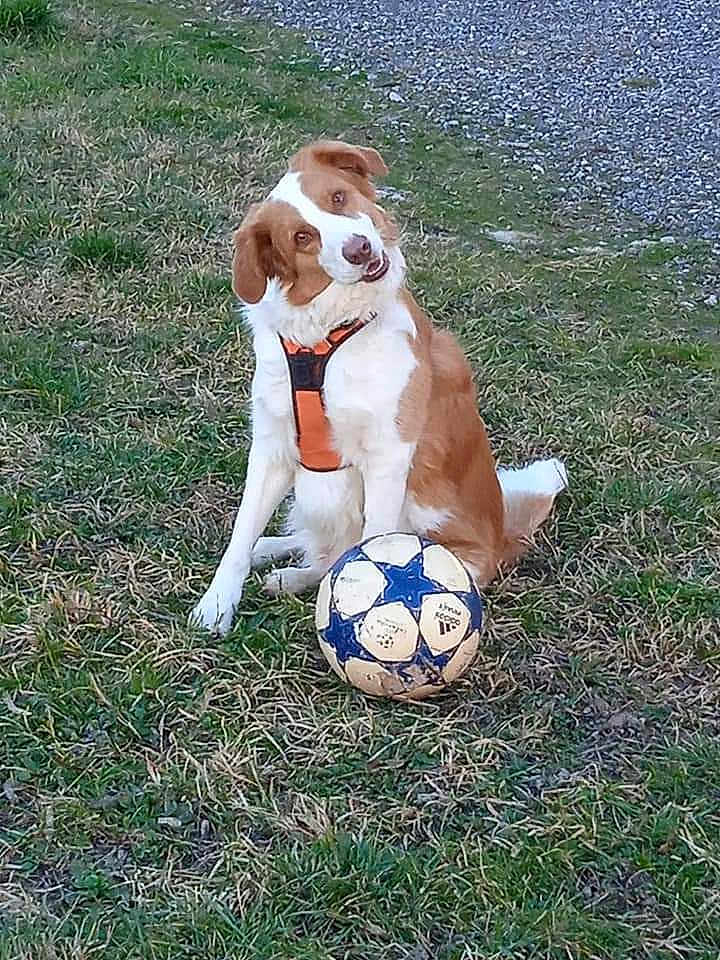 Baya