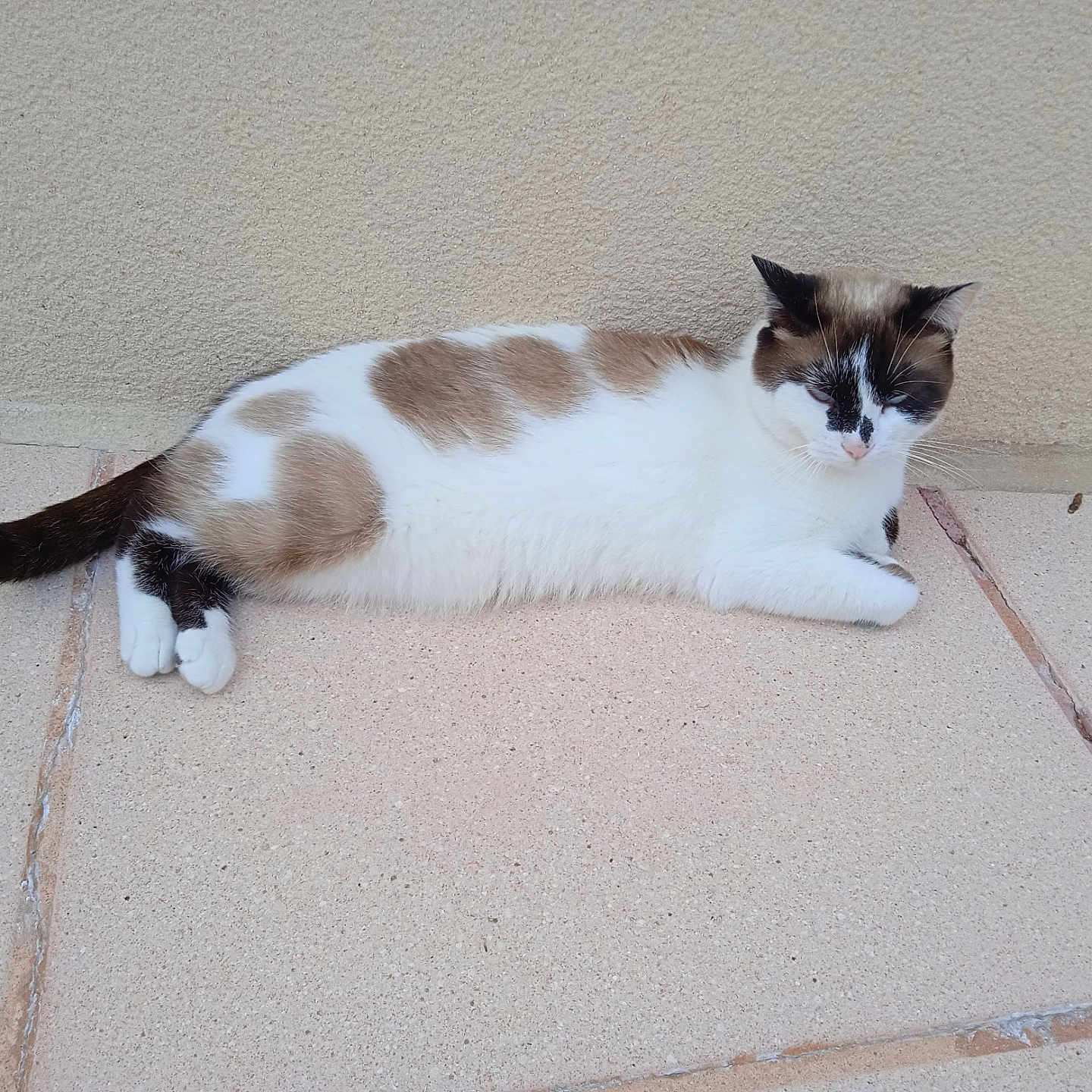 Canelle a rejoint le concours — aidez-le/la à gagner de superbes lots ! abyssinian, accessories, animal, architecture, building, cat, flagstone, kitten, leash, manx, path, pet, plywood, siamese, slate, strap, tile, walkway, wall, wood