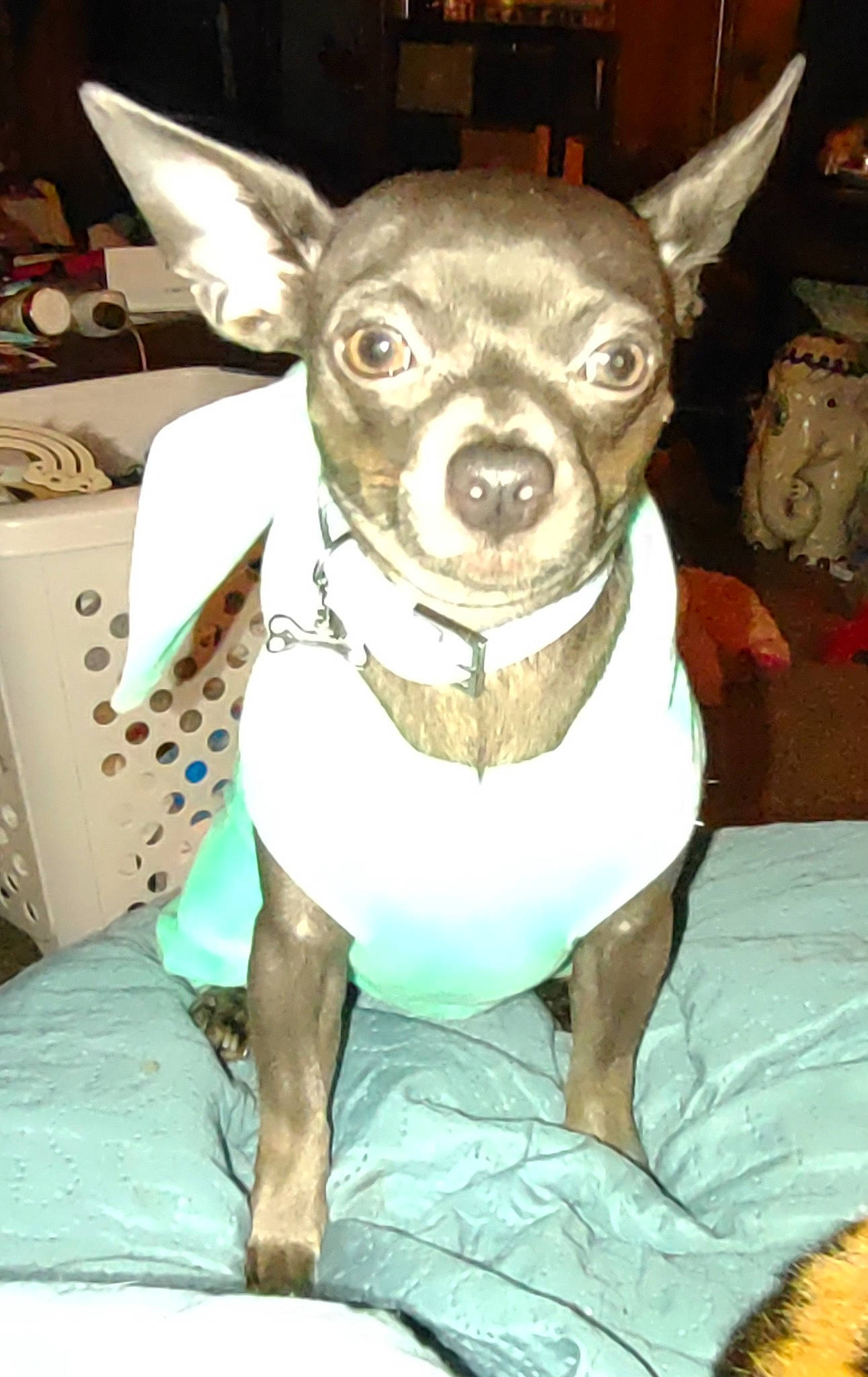 Minni Wawa is registered to the contest to win money with this photo: cabinetry, canidae, carnivore, chihuahua, collar, companion_dog, dog, dog_breed, dog_clothes, dog_supply, drawer, ear, fashion_accessory, fawn, fur, snout, sporting_group, toy_dog, whiskers, working_animal