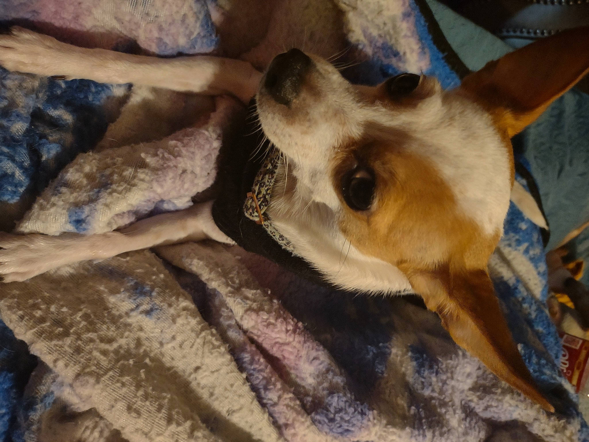 Reign joined the competition — help win amazing prizes! canidae, carnivore, comfort, companion_dog, dog, dog_breed, fur, non_sporting_group, paw, snout, sporting_group, terrestrial_animal, wood, working_animal