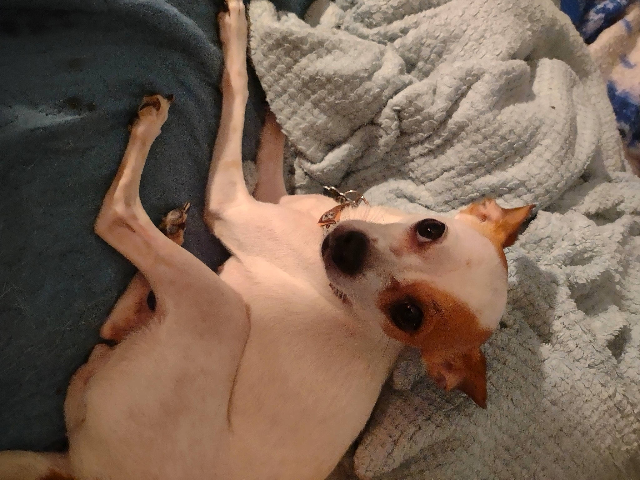 Reign is registered to the contest to win money with this photo: canidae, carnivore, comfort, companion_dog, dog, dog_breed, ear, eyewear, fawn, fur, gesture, linens, mammal, nail, snout, sporting_group, toy_dog, vertebrate, whiskers, working_animal