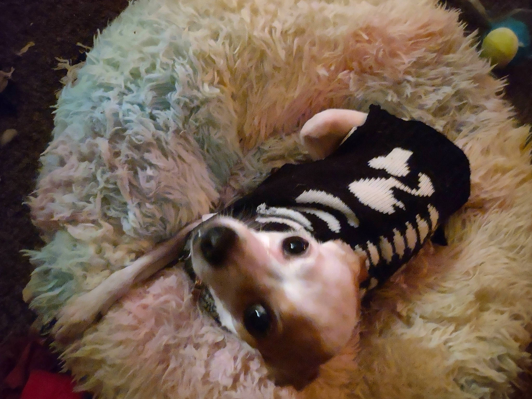 Reign joined the competition — help win amazing prizes! canidae, carnivore, companion_dog, dog, dog_breed, dog_clothes, dog_supply, dog_toy, fawn, fur, paw, plush, snout, sporting_group, stuffed_toy, terrestrial_animal, terrier, toy, toy_dog, working_animal