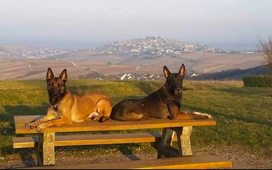 Jessy Et Famas participe au concours pour gagner de l'argent avec cette photo : canidae, carnivore, companion_dog, dog, dog_breed, fawn, grass, grassland, hill, landscape, mountain, old_german_shepherd_dog, plant, sky, sporting_group, table, wildlife, wood, working_animal, working_dog