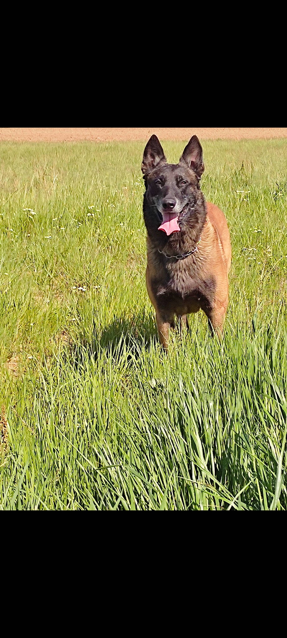 Jango a rejoint le concours — aidez-le/la à gagner de superbes lots ! canidae, carnivore, companion_dog, dog, dog_breed, grass, grassland, herding_dog, hierochloe, lawn, non_sporting_group, perennial_plant, plant, sporting_group, terrestrial_animal, working_animal, working_dog