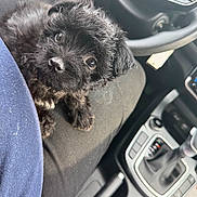Lola is registered to the contest to win money with this photo: puppy, dog, black_puppy, pet, car_interior, steering_wheel, gear_shift, lap, curious_look, furry, close_up, seat, casual, indoors, companion, cute, animal, domestic_animal, young_dog, pet_owner