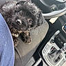 puppy, dog, black_puppy, pet, car_interior, steering_wheel, gear_shift, lap, curious_look, furry, close_up, seat, casual, indoors, companion, cute, animal, domestic_animal, young_dog, pet_owner