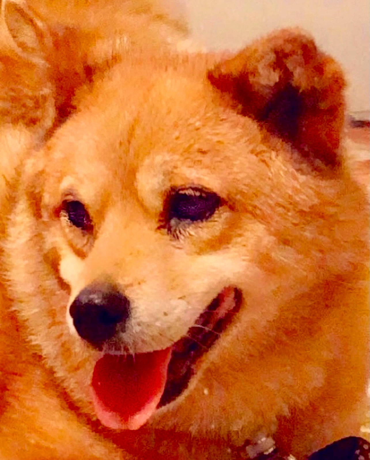 Kagome joined the competition — help win amazing prizes! ancient_dog_breeds, art, canidae, carnivore, companion_dog, dog, dog_breed, fang, fawn, fur, non_sporting_group, shout, snout, spitz, sporting_group, terrestrial_animal, whiskers, window, working_animal, working_dog