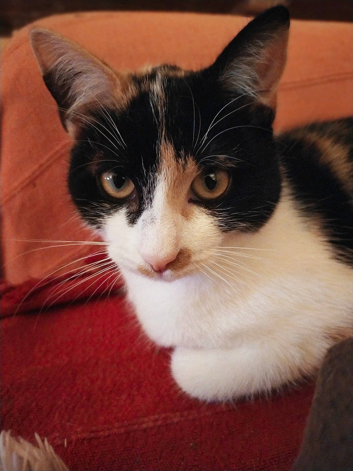 Peaky a rejoint le concours — aidez-le/la à gagner de superbes lots ! carnivore, cat, felidae, fur, small_to_medium_sized_cats, snout, tail, vertebrate, whiskers