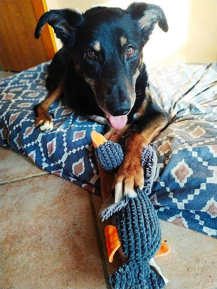 Salombo participe au concours pour gagner de l'argent avec cette photo : canidae, carnivore, companion_dog, dog, dog_breed, dog_supply, dog_toy, knitting, linens, mammal, paw, pet_supply, snout, sporting_group, terrestrial_animal, thread, vertebrate, wool, woolen, working_animal