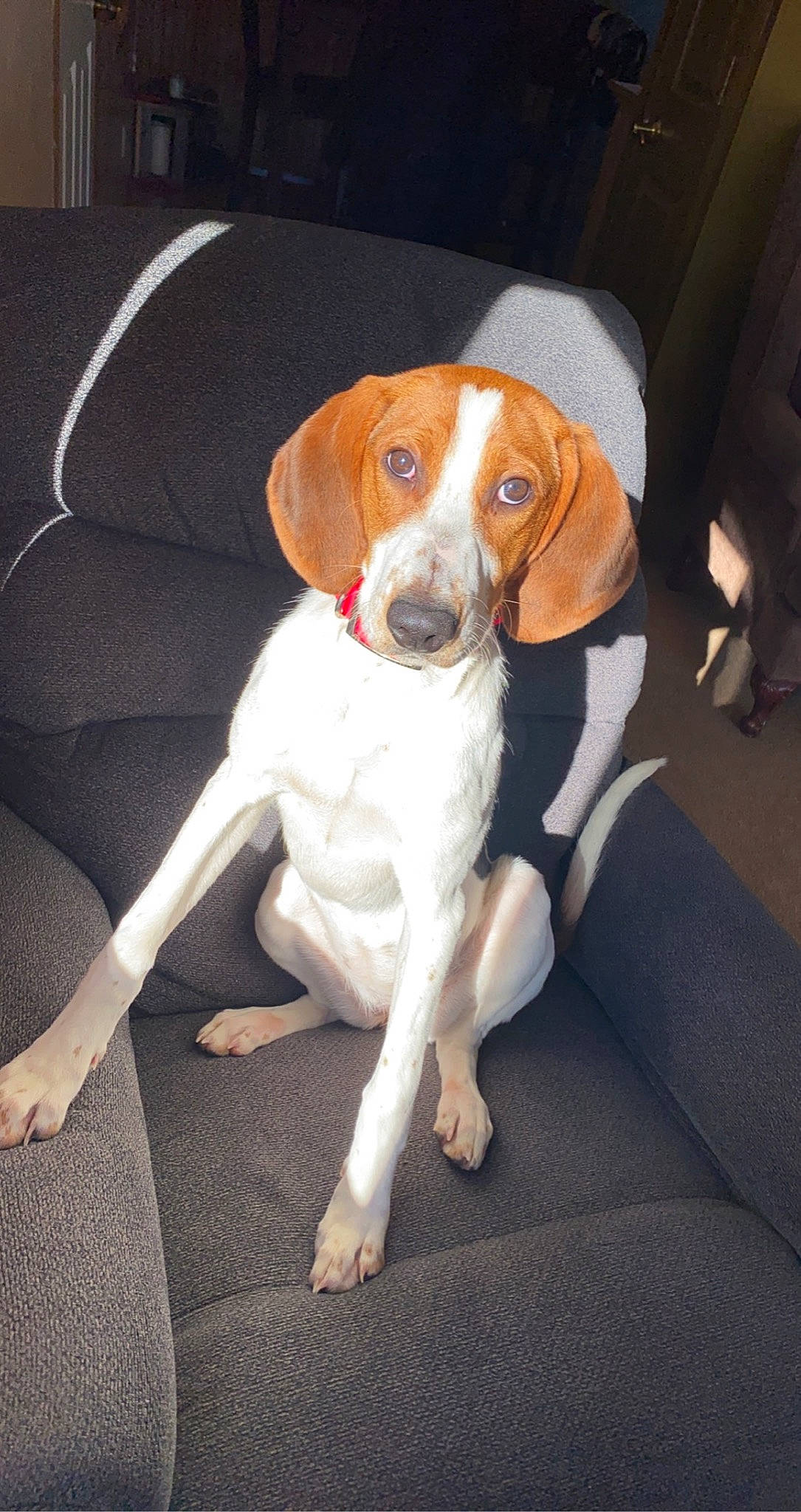 Delta joined the competition — help win amazing prizes! automotive_lighting, canidae, carnivore, collar, companion_dog, dog, dog_breed, fawn, foot, hound, hubcap, human_leg, hunting_dog, paw, scent_hound, snout, sporting_group, tail, vehicle_door, working_animal