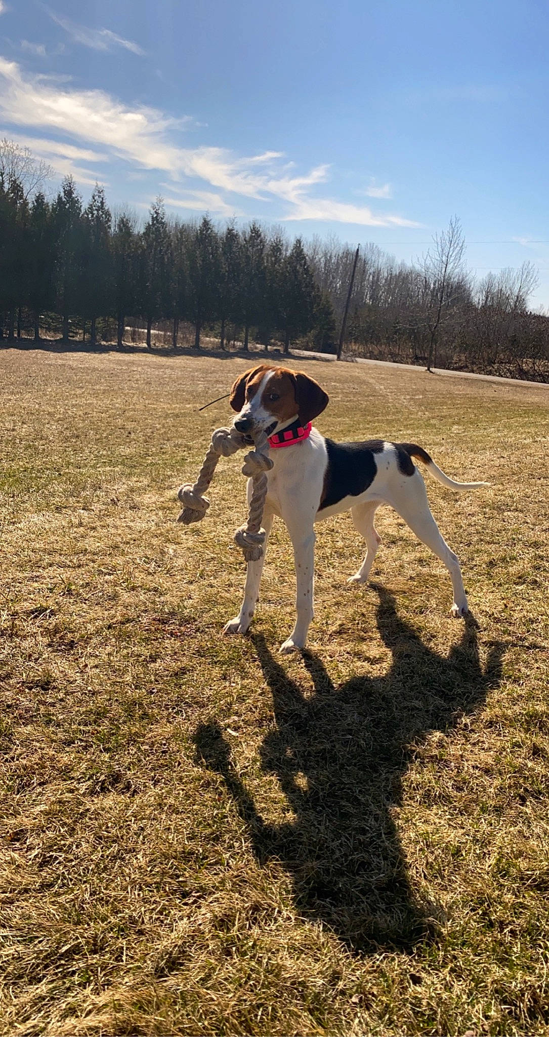 Delta joined the competition — help win amazing prizes! canidae, carnivore, cloud, collar, companion_dog, dog, dog_breed, dog_collar, fawn, grass, grassland, landscape, leash, pet_supply, sky, soil, sporting_group, tail, tree, working_animal