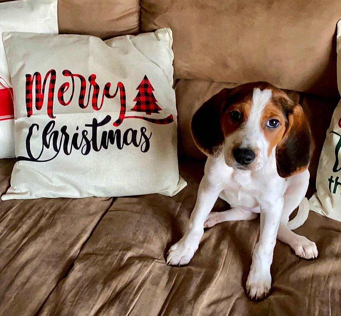 Delta joined the competition — help win amazing prizes! bedding, carnivore, comfort, companion_dog, dog, dog_breed, fawn, flooring, font, hardwood, hound, irishjacks, pillow, rectangle, scent_hound, snout, sporting_group, throw_pillow, wood, working_animal