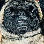 Akira joined the competition — help win amazing prizes! dog, pug, close_up, face, wrinkles, pet, animal, fur, cute, portrait, black, beige, snout, nose, eyes, underbite, expression, domestic_animal, muzzle, canine