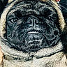 dog, pug, close_up, face, wrinkles, pet, animal, fur, cute, portrait, black, beige, snout, nose, eyes, underbite, expression, domestic_animal, muzzle, canine