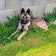 Dalton a rejoint le concours — aidez-le/la à gagner de superbes lots ! dog, puppy, belgian_malinois, pet, animal, grass, lawn, outdoor, stone_wall, lying_down, alert, ears, black_mask, brown_fur, tan_fur, portrait, backyard, nature, daylight, canine