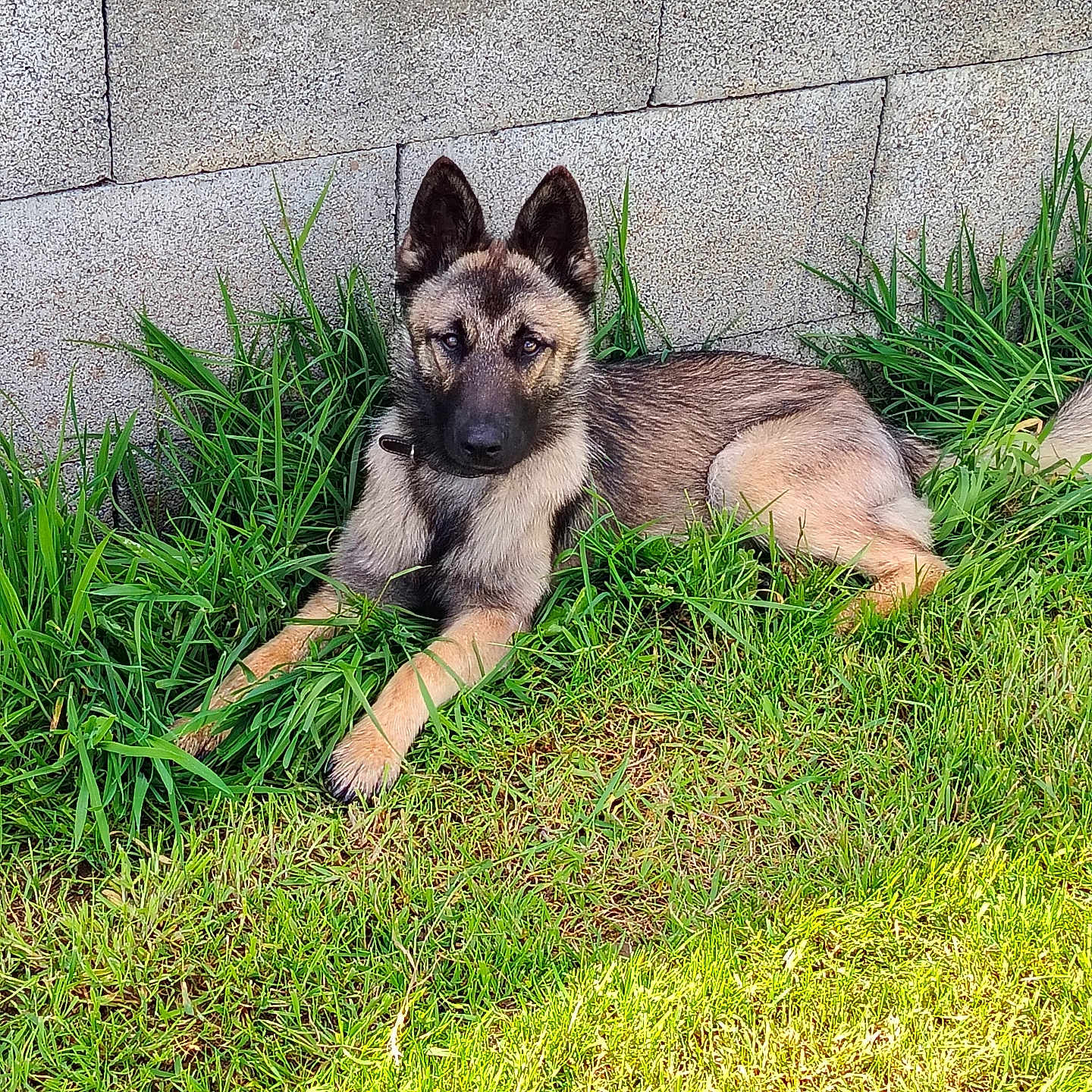 Dalton a rejoint le concours — aidez-le/la à gagner de superbes lots ! dog, puppy, belgian_malinois, pet, animal, grass, lawn, outdoor, stone_wall, lying_down, alert, ears, black_mask, brown_fur, tan_fur, portrait, backyard, nature, daylight, canine