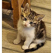 Manou a rejoint le concours — aidez-le/la à gagner de superbes lots ! kitten, cat, tabby, white_fur, sitting, indoors, wooden_floor, wooden_furniture, portrait, animal, pet, ears, whiskers, tail, paws, blue_eyes, cute, alert, phone_screenshot, messaging_app