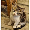 kitten, cat, tabby, white_fur, sitting, indoors, wooden_floor, wooden_furniture, portrait, animal, pet, ears, whiskers, tail, paws, blue_eyes, cute, alert, phone_screenshot, messaging_app