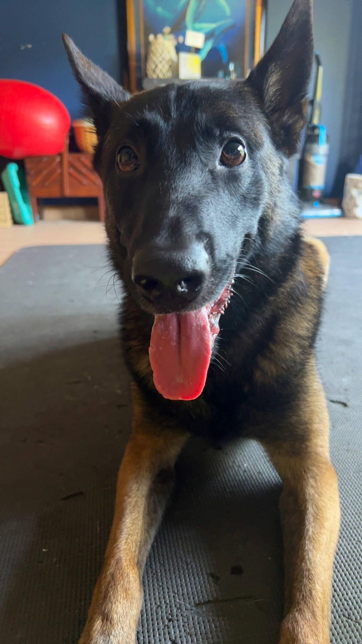 Koa joined the competition — help win amazing prizes! canidae, carnivore, collar, companion_dog, dog, dog_breed, dog_collar, fang, fawn, fur, herding_dog, jaw, snout, sporting_group, street_dog, tail, whiskers, window, working_animal, working_dog