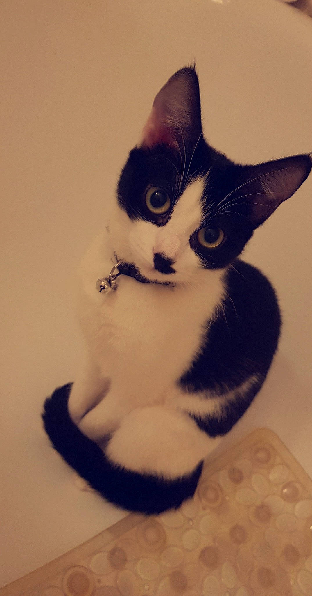 Prada a rejoint le concours — aidez-le/la à gagner de superbes lots ! aegean_cat, american_wirehair, asian, black_and_white, carnivore, cat, domestic_short_haired_cat, ear, eye, felidae, fur, japanese_bobtail, kitten, paw, polydactyl_cat, small_to_medium_sized_cats, tail, whiskers, white