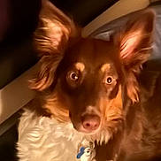 Starlight is registered to the contest to win money with this photo: animal, brown, collar, comfortable, companion, cozy, cute, dog, ears, eyes, fur, indoor, lying_down, mammal, pet, portrait, relaxed, tag, warm_light, white