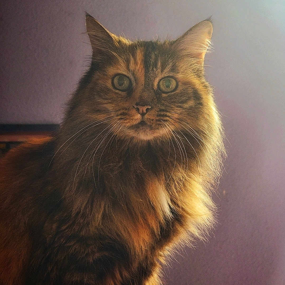 Tahlekatha joined the competition — help win amazing prizes! alert, animal, cat, close_up, cute, domestic_cat, ears, face, feline, fluffy, fur, green_eyes, indoor, long_hair, looking, mammal, pet, portrait, soft_light, whiskers