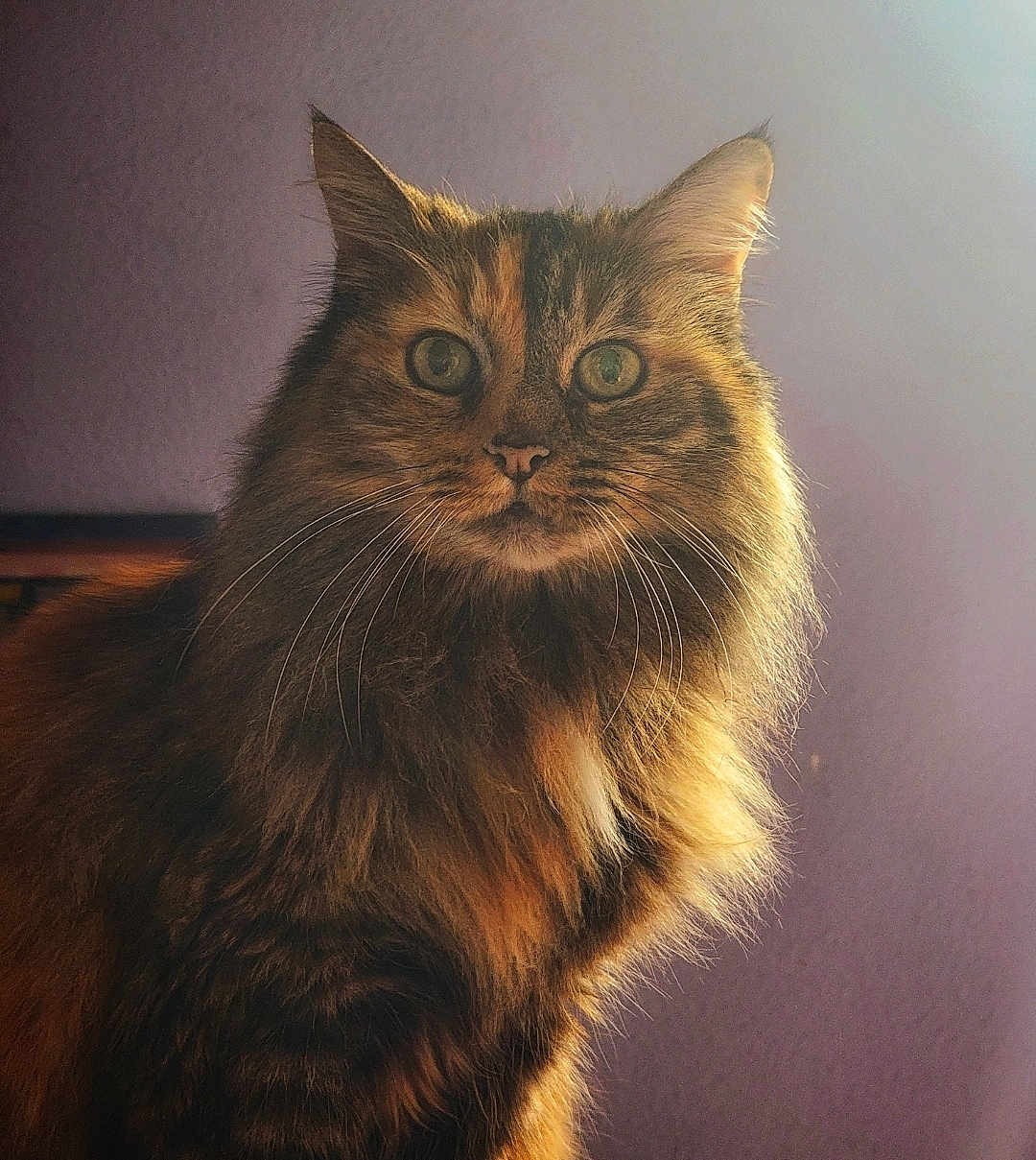Tahlekatha joined the competition — help win amazing prizes! cat, fluffy, long_hair, green_eyes, pet, animal, portrait, indoor, close_up, feline, whiskers, cute, mammal, fur, looking, face, ears, domestic_cat, alert, soft_light